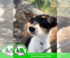 Jack Tzu Dogs for adoption in Stroudsburg, PA, USA