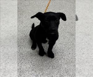 Labrador Retriever-Unknown Mix Dogs for adoption in Conroe, TX, USA