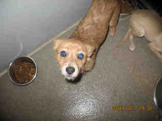 Mutt Dogs for adoption in Lathrop, CA, USA