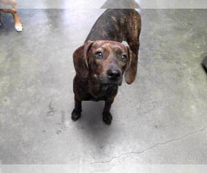 Plott Hound Dogs for adoption in Tulsa, OK, USA