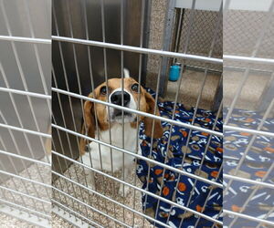 Beagle Dogs for adoption in Martinsburg, WV, USA