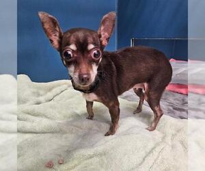 Chihuahua Dogs for adoption in Camarillo, CA, USA