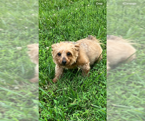 Mutt Dogs for adoption in Evansville, IN, USA
