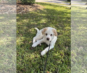 Great Pyrenees-Unknown Mix Dogs for adoption in Royal Palm Beach, FL, USA