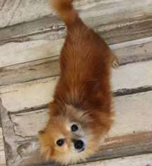 Medium Photo #1 Pomeranian Puppy For Sale in West Palm Beach, FL, USA