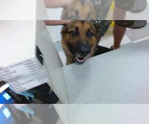 German Shepherd Dog Dogs for adoption in Oklahoma City, OK, USA