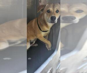 Labrador Retriever-Unknown Mix Dogs for adoption in San Antonio, TX, USA