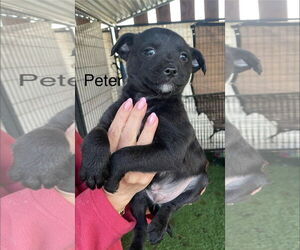 Mutt Dogs for adoption in Turlock, CA, USA