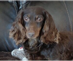 Dachshund Dogs for adoption in Sioux Falls, SD, USA