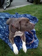 American Pit Bull Terrier-Unknown Mix Dogs for adoption in Benton City, WA, USA