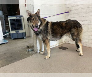 German Shepherd Dog-Unknown Mix Dogs for adoption in San Bernardino, CA, USA