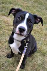 American Staffordshire Terrier Dogs for adoption in Fayette, MO, USA