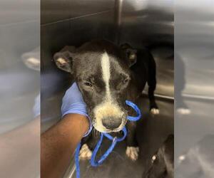 Labrador Retriever-Unknown Mix Dogs for adoption in Houston, TX, USA