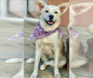 Retriever -Unknown Mix Dogs for adoption in San Diego, CA, USA