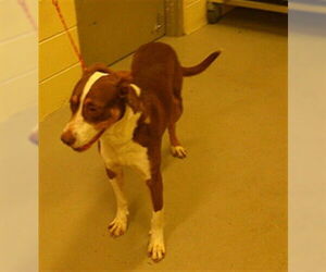 Mutt Dogs for adoption in Sanford, FL, USA