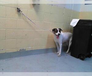 American Pit Bull Terrier-Unknown Mix Dogs for adoption in Tulsa, OK, USA