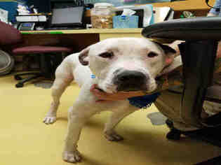 American Pit Bull Terrier Dogs for adoption in Lawrence, KS, USA