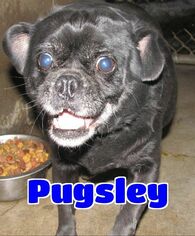Pug Dogs for adoption in Lawrenceburg, KY, USA