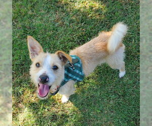 Mutt Dogs for adoption in Ventura, CA, USA