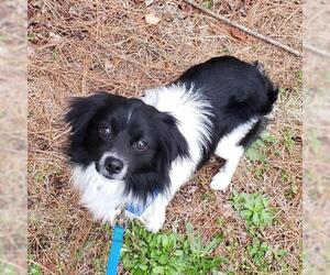 ShiChi Dogs for adoption in Garner, NC, USA