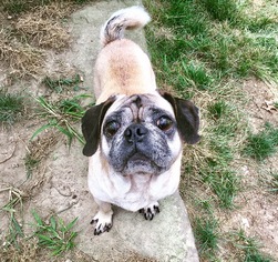 Pug Dogs for adoption in Kent, OH, USA