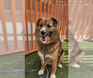 Euro Mountain Sheparnese Dogs for adoption in Henderson, NV, USA