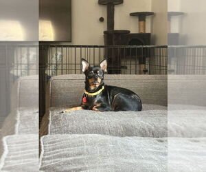 Chihuahua-Unknown Mix Dogs for adoption in Bellingham, WA, USA