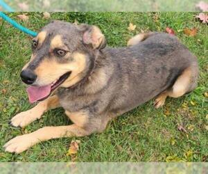 Catahoula Leopard Dog Dogs for adoption in Knoxville, IA, USA