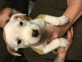 Borador Dogs for adoption in Forest, VA, USA