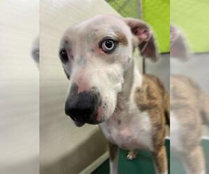 Mutt Dogs for adoption in Bakersfield, CA, USA