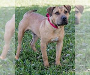 Mutt Dogs for adoption in Miami, FL, USA