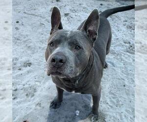 American Bulldog-Unknown Mix Dogs for adoption in Fort Lauderdale, FL, USA