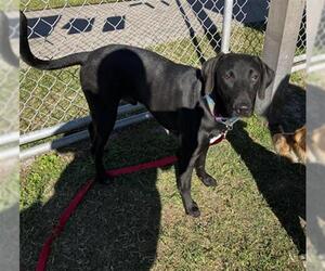 Labrador Retriever Dogs for adoption in Corpus Christi, TX, USA