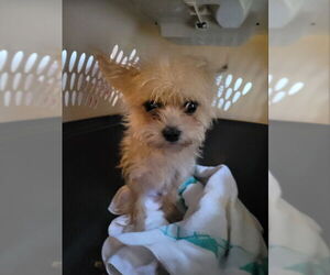 Chihuahua-Unknown Mix Dogs for adoption in Rocky Mount, NC, USA