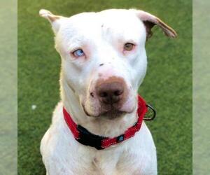 Dogo Argentino Dogs for adoption in Tempe, AZ, USA