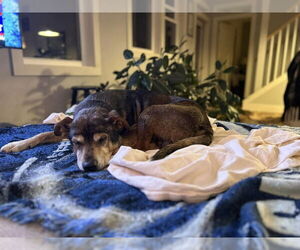 Mutt Dogs for adoption in Greenville, SC, USA