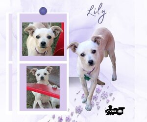 Italian Greyhuahua Dogs for adoption in Lindsay, CA, USA