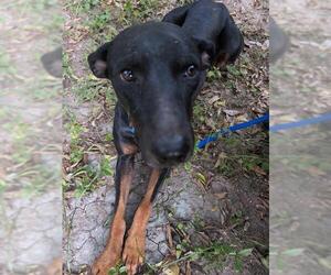 Rottweiler-Unknown Mix Dogs for adoption in San Antonio, TX, USA