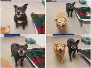 Boxador Dogs for adoption in Brighton, CO, USA
