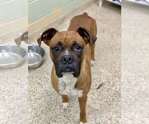 Boxer Dogs for adoption in Austin, TX, USA