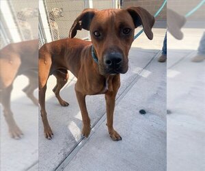 Redbone Coonhound Dogs for adoption in Corpus Christi, TX, USA