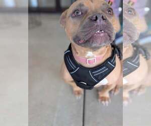 American French Bull Terrier Dogs for adoption in Holly Springs, NC, USA