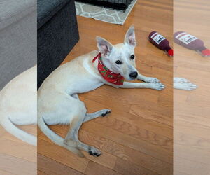 Feist Terrier-Unknown Mix Dogs for adoption in Virginia Beach, VA, USA