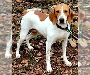 English Coonhound Dogs for adoption in Mount Airy, NC, USA