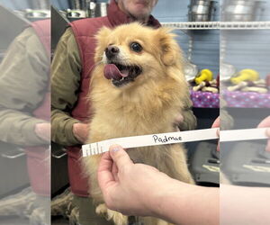 Pomeranian Dogs for adoption in Evansville, IN, USA