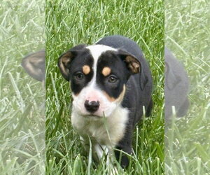 Mutt Dogs for adoption in Hillsboro, MO, USA