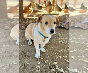 Beagle-Welsh Corgi Mix Dogs for adoption in San Diego, CA, USA