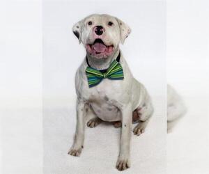 American Bulldog Dogs for adoption in Santa Maria, CA, USA