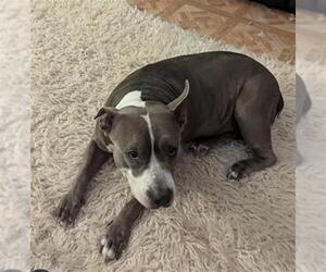 American Staffordshire Terrier-Unknown Mix Dogs for adoption in San Antonio, TX, USA