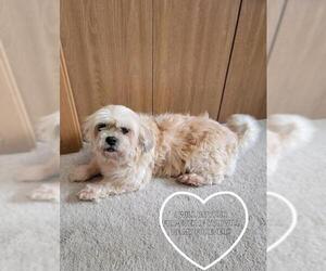 Lhasa Apso Dogs for adoption in Crystal , MN, USA